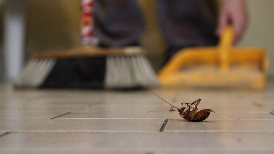 dead cockroach on the floor in a dirty infested restaurant