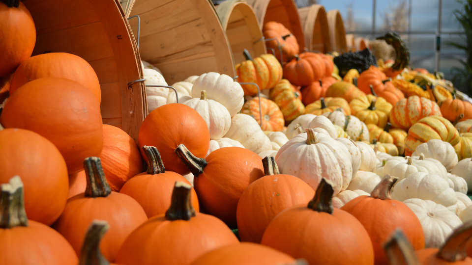 Pumpkins in order of colours.