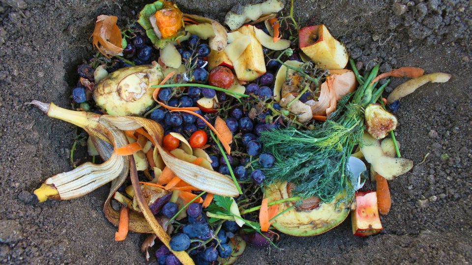 Food Waste Scraps