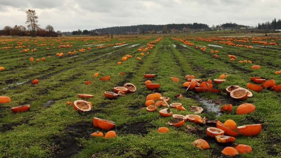 Pumpkin waste in a field.